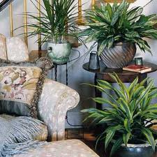 Manufacturers Exporters and Wholesale Suppliers of Plants On AMC Hire Basis New Delhi Delhi